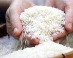 ST25 là Sóc Trăng 25: Cơ hội vàng cho gạo Việt, nhưng mua ở đâu?