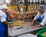 Phản đối hình thức nuôi nhốt tàn nhẫn, New York cấm bán gan ngỗng, gan vịt