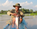 Săn cá vồ đém
