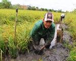 5 phương thức cho tích tụ đất đai