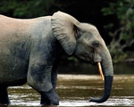 Nga tặng vũ khí cho Gabon ngăn săn trộm voi