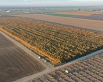 Phát hiện 10 triệu cây cần sa trồng trái phép trị giá 1 tỉ USD ở California