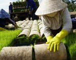 Mùa mạ non rộn ràng trên đồng Tháp Mười