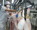 Giá thịt heo 