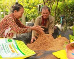 'Loạn' giống lúa dỏm  - Bài 1: Tràn lan giống lúa nhái, giả