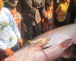 Nông dân An Giang bắt được cá tra dầu 230kg
