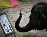 Thảm cảnh của những con voi phục vụ du lịch ở Thái Lan