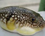 Ăn cá nóc, 6 người nhập viện cấp cứu