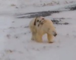 Dân mạng phẫn nộ cảnh gấu Bắc Cực bị phun sơn đầy mình