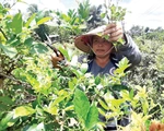 Chè dây của người Cơ Tu