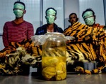 Indonesia bắt 5 nghi phạm săn trộm hổ Sumatra đang mang thai