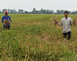 Chính quyền lấp kênh đặt cống, lúa dân 