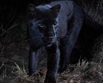 Bức ảnh đầu tiên về loài báo đen châu Phi huyền thoại sau 100 năm
