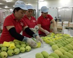 Mỹ chính thức mở cửa cho trái xoài Việt Nam