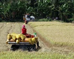 Cho vay thu mua thóc, gạo vụ đông xuân năm 2019
