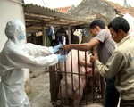 Phát hiện thêm ổ dịch tả lợn châu Phi tại Hải Phòng