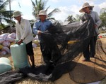 Giá lúa nhích lên, nông dân vẫn khó bán
