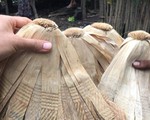 Ở nơi tiền làm từ lá chuối