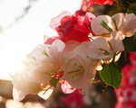 Ngắm hoa giấy bung nở rực rỡ giữa mùa khô Tây Nguyên