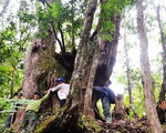 Tây Giang gìn giữ rừng xanh - Kỳ 5: "Đội kiểm lâm làng"