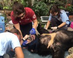 Cứu cặp gấu to bị nhốt trong nhà dân 15 năm