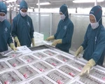 Chi phí nuôi tôm của Việt Nam thuộc hàng cao nhất thế giới