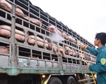 Dịch tả heo châu Phi: Đe dọa ba vùng trọng điểm