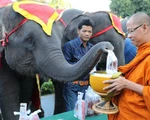 Ngày voi quốc gia Thái Lan: tắm, chơi và ăn rau quả