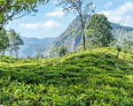 Băng qua những đồi chè xanh mướt ở Sri Lanka