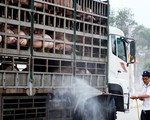 Quảng Nam lập 2 chốt kiểm dịch ở quốc lộ 1 chống dịch tả heo