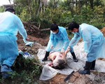 Dịch tả heo châu Phi lan tới Thừa Thiên - Huế, giám sát chặt xe chở heo vào Nam