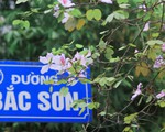 Tháng 3 hoa ban 
