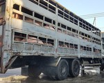 Báo động dịch tả heo châu Phi: không hỗ trợ phù hợp sẽ lây lan rất cao