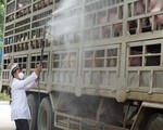 Các tỉnh thành đồng loạt mở thêm chốt chống dịch tả heo châu Phi