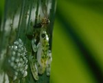 Xúc động ếch bố dụ kẻ thù tấn công mình để bảo vệ con