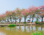 Thương ơi là thương chùm bông ô môi rực hồng tháng 3 miền Tây