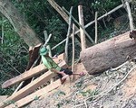 Lại xảy ra phá rừng quy mô lớn ở Quảng Bình