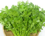 Vì sao nhiều người ghét ngửi mùi ngò rí?