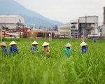 Doanh nghiệp mía đường Việt mở rộng thị trường Đông Dương