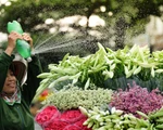 Hoa loa kèn gọi tháng 4 khắp phố phường Hà Nội