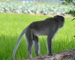 Đàn khỉ hoang quậy phá, cắn người ở Sóc Trăng