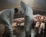 Phạt tới 33.000 USD nếu công dân Việt mang thịt heo nhập cảnh vào Đài Loan
