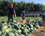 Công an yêu cầu người mua dưa hấu cam kết không ép giá dân