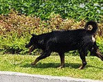 Chó nuôi xông vào trường cắn 6 học sinh