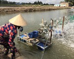 Hoa Kỳ công bố thuế chống bán phá giá tôm Việt Nam còn 0%