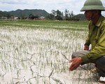 Cách chức một chủ tịch xã ‘ăn chặn’ tiền hỗ trợ lúa bệnh