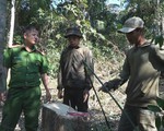 Thêm một vụ phá rừng mà 