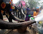 Người Thái chơi đùa với voi, đại chiến súng nước dịp Tết Songkran