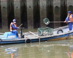 Bắt bớt cá vì kênh Nhiêu Lộc - Thị Nghè chứa không nổi
