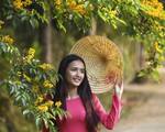 Mùa hoa sưa vàng đẹp như tranh ở xứ Quảng